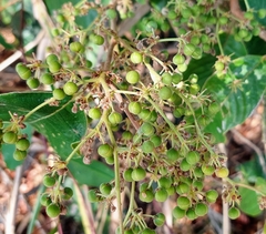 Davilla
