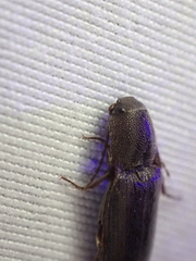 Melanotus longulus oregonensis