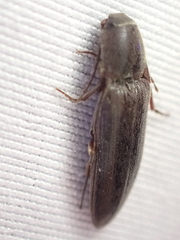 Melanotus longulus oregonensis