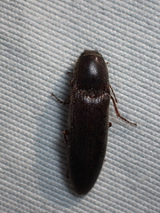 Melanotus longulus oregonensis
