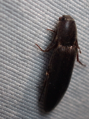 Melanotus longulus oregonensis