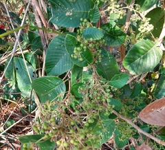 Davilla