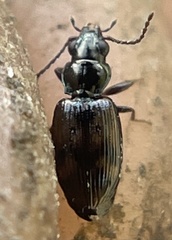 Bembidion semipunctatum