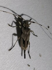 Acanthocinus nodosus