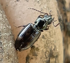 Bembidion semipunctatum