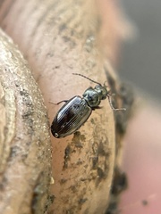 Bembidion semipunctatum