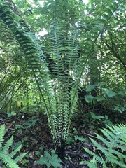 Matteuccia struthiopteris