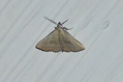 Macrochilo litophora