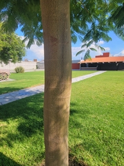 Fabaceae
