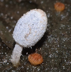 Cheilymenia coprinaria