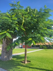 Fabaceae