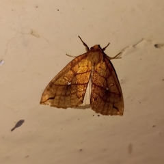 Xanthia rectilineata