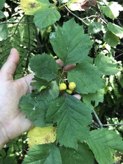 Crataegus sanguinea