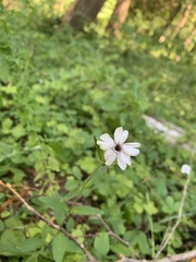 Microbotryum lychnidis-dioicae