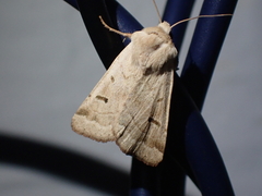 Dichagyris variabilis