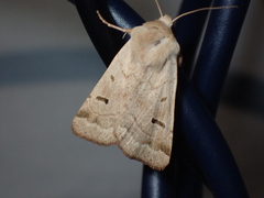 Dichagyris variabilis