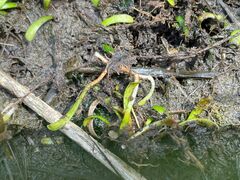 Lilaeopsis chinensis