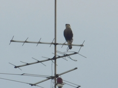 Caracara plancus