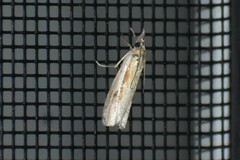 Crambus agitatellus
