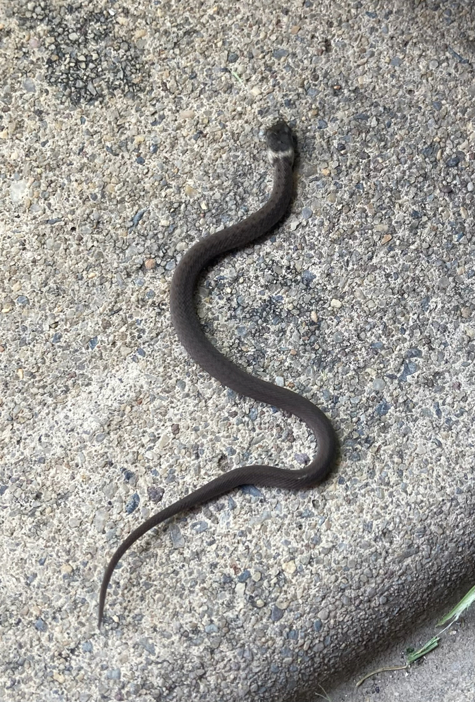 Dekay's Brownsnake From Philadelphia On July 31, 2022 At 01:08 Pm By 