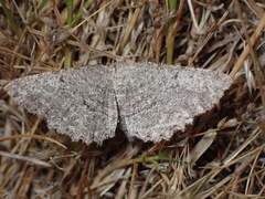 Hesperumia latipennis