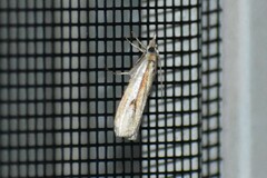 Crambus agitatellus