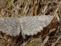 Hesperumia latipennis