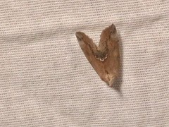 Hypsoropha hormos