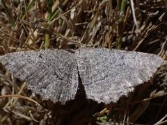 Hesperumia latipennis