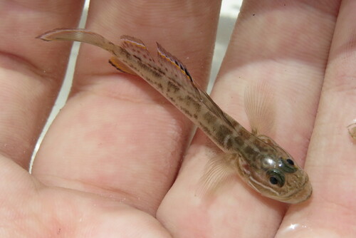 Clown goby (Microgobius gulosus) — Gobiidae — 3