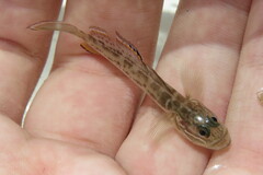 Microgobius gulosus