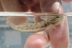 Microgobius gulosus