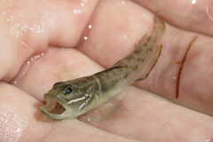 Microgobius gulosus