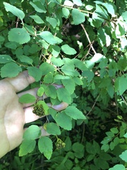 Spiraea chamaedryfolia