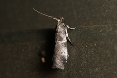 Quasisalebria atratella