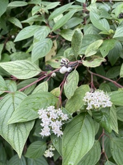 Cornus sericea