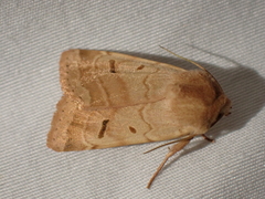 Dichagyris variabilis