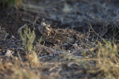 Phrynosoma cornutum