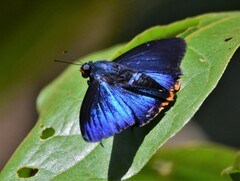 Apyrrothrix hygieia