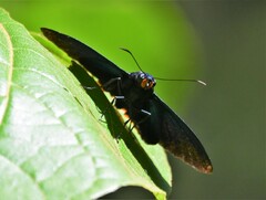 Apyrrothrix hygieia