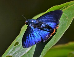 Apyrrothrix hygieia