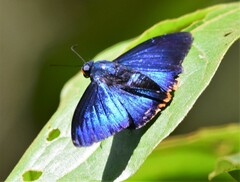 Apyrrothrix hygieia