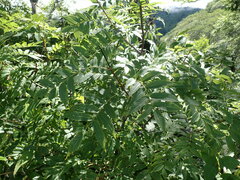 Sorbus sambucifolia