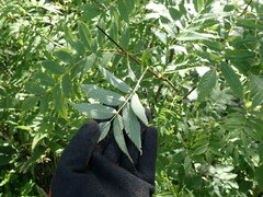 Sorbus sambucifolia