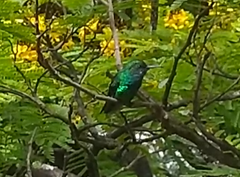 Chlorostilbon melanorhynchus