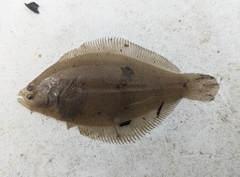 Citharichthys spilopterus