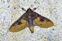 Pachynoa sabelialis