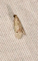 Cacotherapia unipuncta