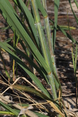 Sporobolus rigidus magnus