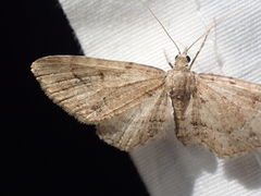Eupithecia unicolor